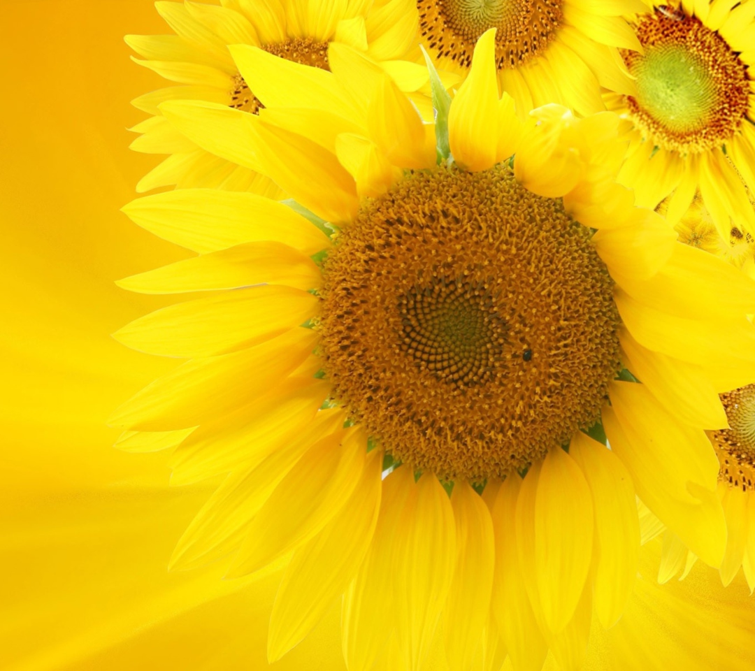 Обои Sunflowers 1080x960