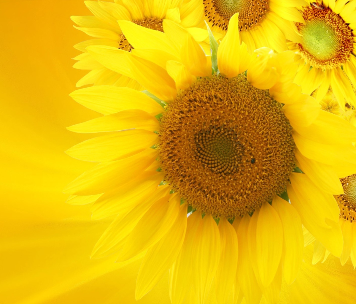 Das Sunflowers Wallpaper 1200x1024