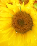 Fondo de pantalla Sunflowers 128x160