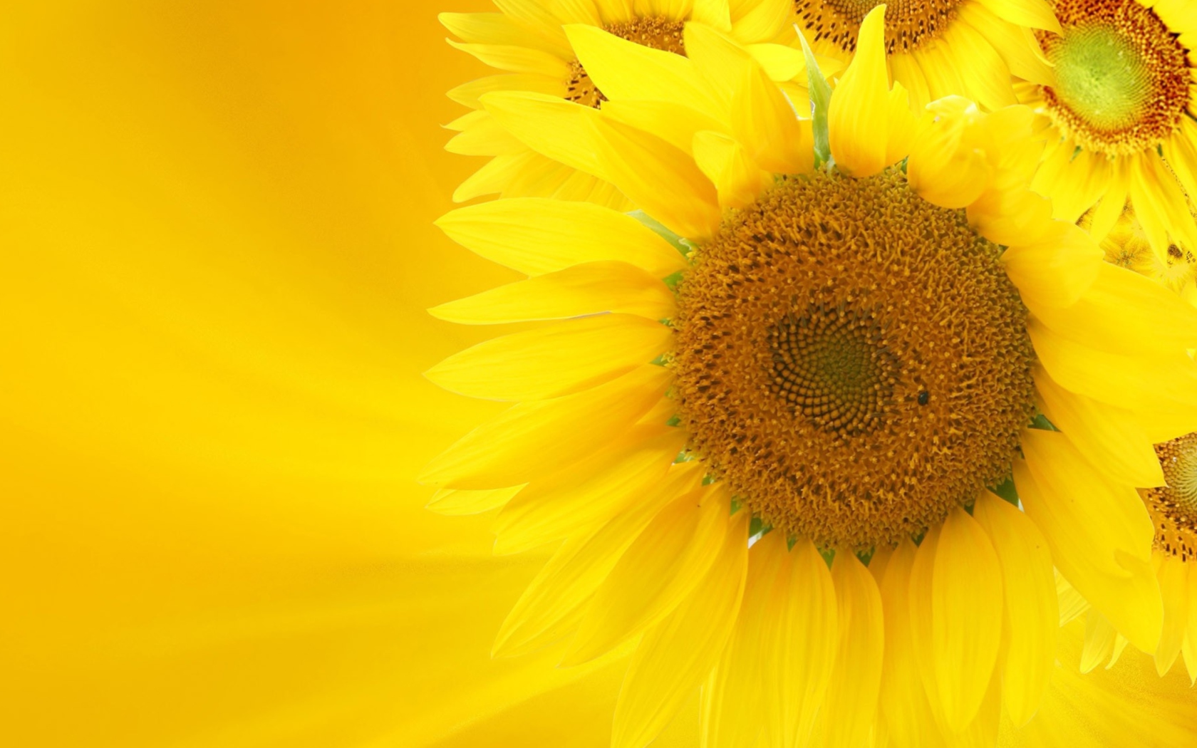 Обои Sunflowers 1680x1050