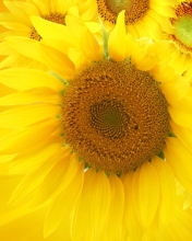 Screenshot №1 pro téma Sunflowers 176x220