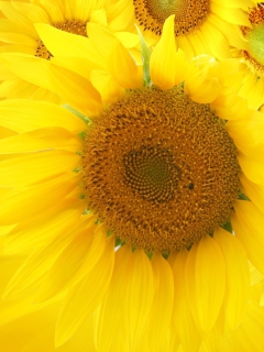 Обои Sunflowers 240x320