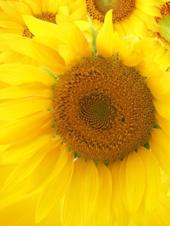 Das Sunflowers Wallpaper 240x320