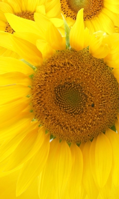 Fondo de pantalla Sunflowers 240x400