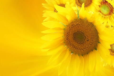 Обои Sunflowers 480x320