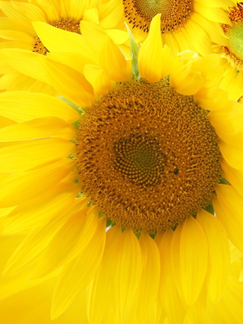 Screenshot №1 pro téma Sunflowers 480x640