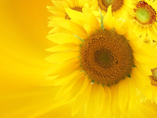 Fondo de pantalla Sunflowers 640x480