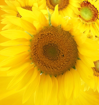 Sunflowers sfondi gratuiti per Nokia 6100