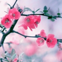 Fondo de pantalla Pink Blossom 128x128