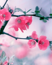 Pink Blossom wallpaper 176x220