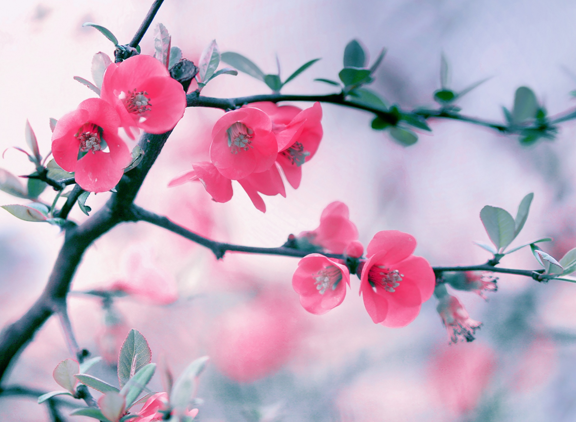 Pink Blossom screenshot #1 1920x1408