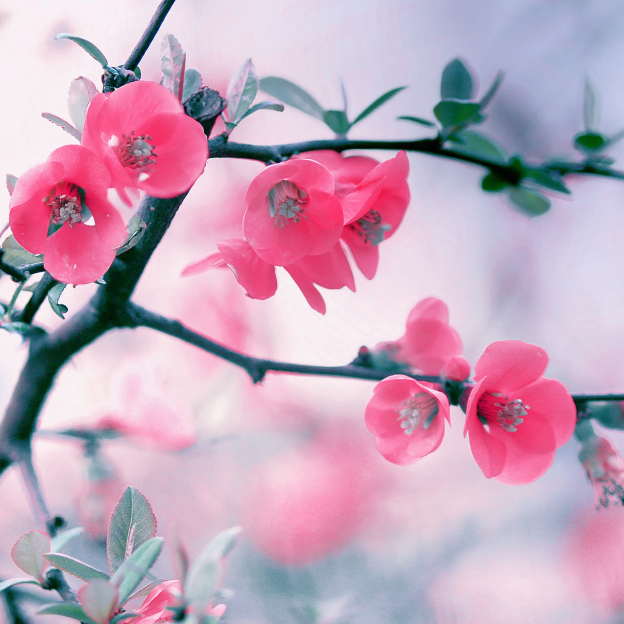 Pink Blossom wallpaper 2048x2048