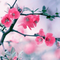 Sfondi Pink Blossom 208x208