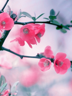 Pink Blossom wallpaper 240x320