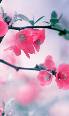 Das Pink Blossom Wallpaper 240x400