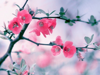 Das Pink Blossom Wallpaper 320x240