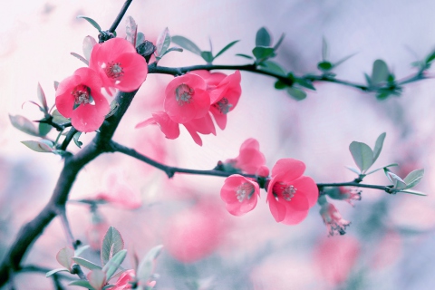 Das Pink Blossom Wallpaper 480x320