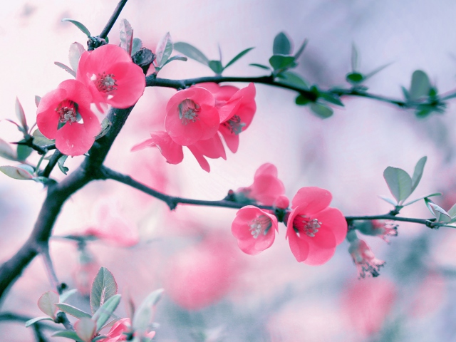 Обои Pink Blossom 640x480