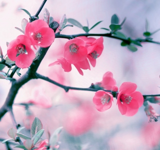 Kostenloses Pink Blossom Wallpaper für iPad mini 2