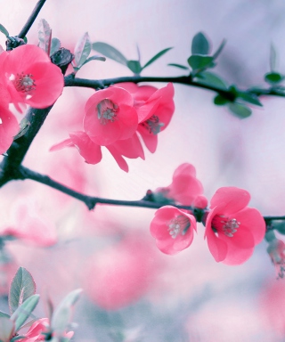 Kostenloses Pink Blossom Wallpaper für iPhone 5