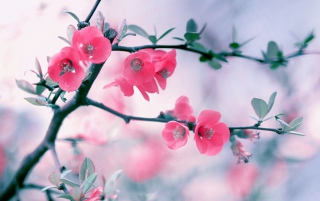Pink Blossom Wallpaper for Android, iPhone and iPad