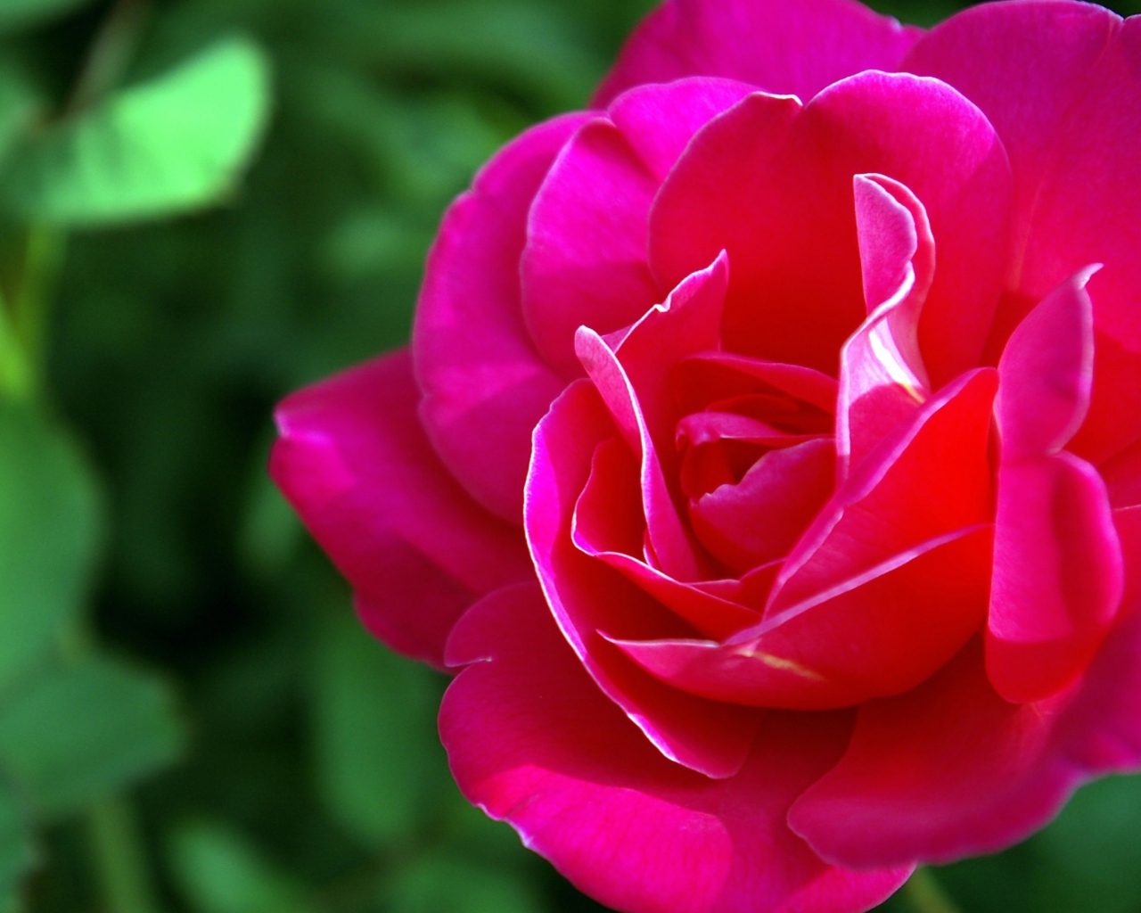 Das Delicate Rose Wallpaper 1280x1024