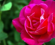 Обои Delicate Rose 176x144