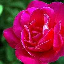 Sfondi Delicate Rose 208x208