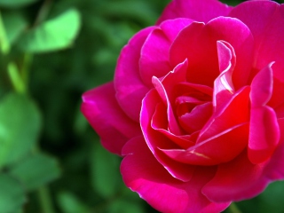 Das Delicate Rose Wallpaper 320x240