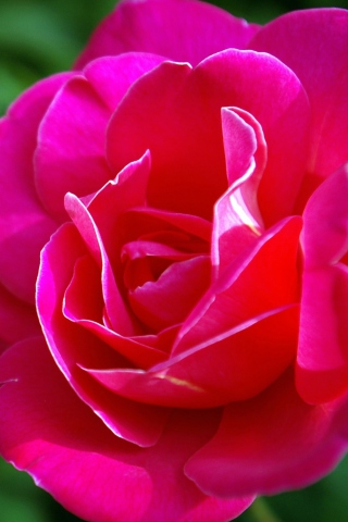 Das Delicate Rose Wallpaper 320x480