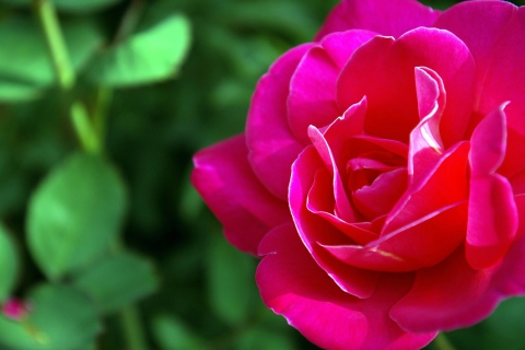 Das Delicate Rose Wallpaper 480x320