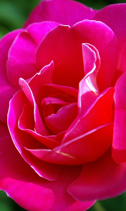 Das Delicate Rose Wallpaper 480x800