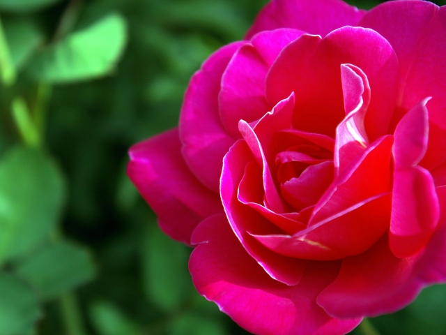 Das Delicate Rose Wallpaper 640x480