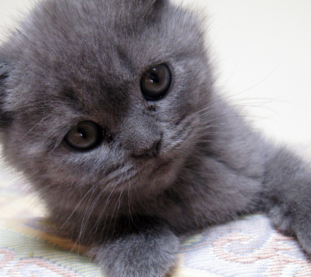 Обои Gray Kitten Close Up 1080x960