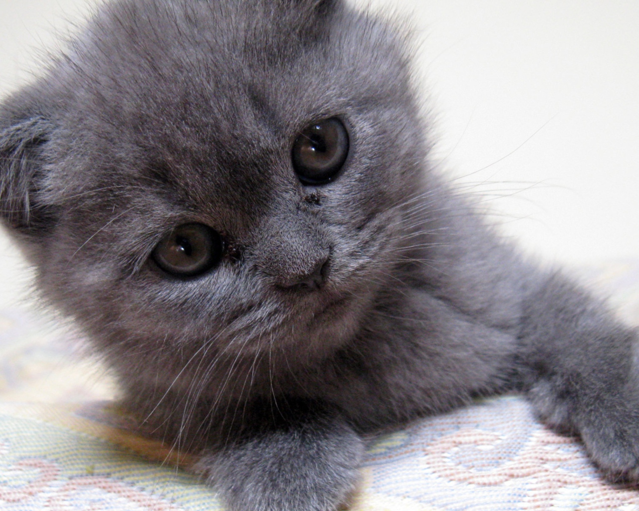 Fondo de pantalla Gray Kitten Close Up 1280x1024