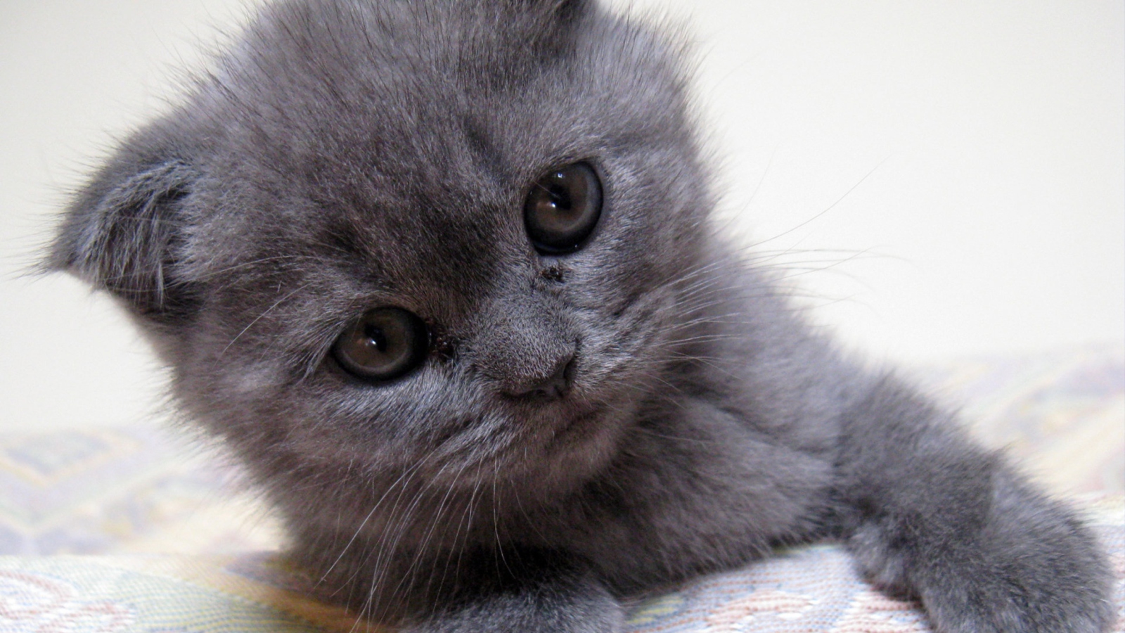Обои Gray Kitten Close Up 1600x900