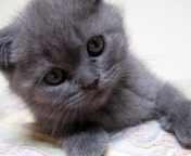 Fondo de pantalla Gray Kitten Close Up 176x144