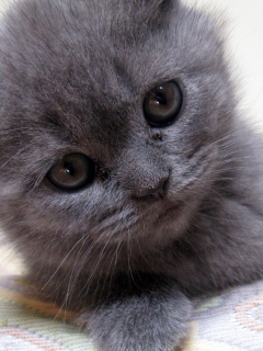 Gray Kitten Close Up screenshot #1 240x320