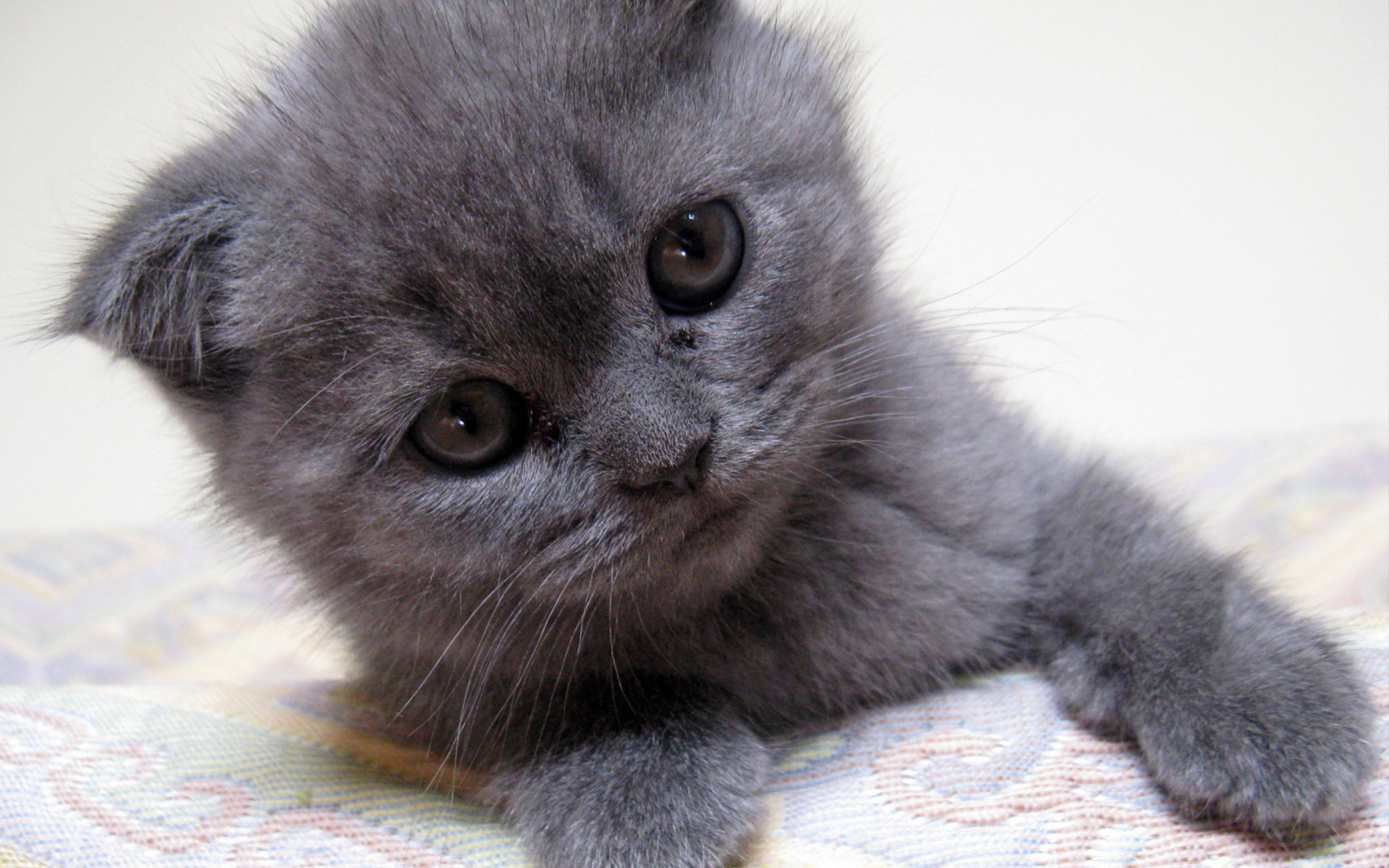 Sfondi Gray Kitten Close Up 2560x1600