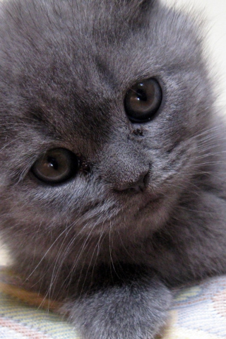 Screenshot №1 pro téma Gray Kitten Close Up 320x480