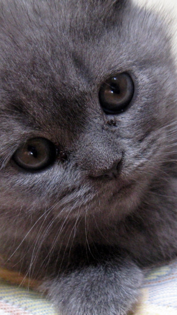 Gray Kitten Close Up wallpaper 360x640