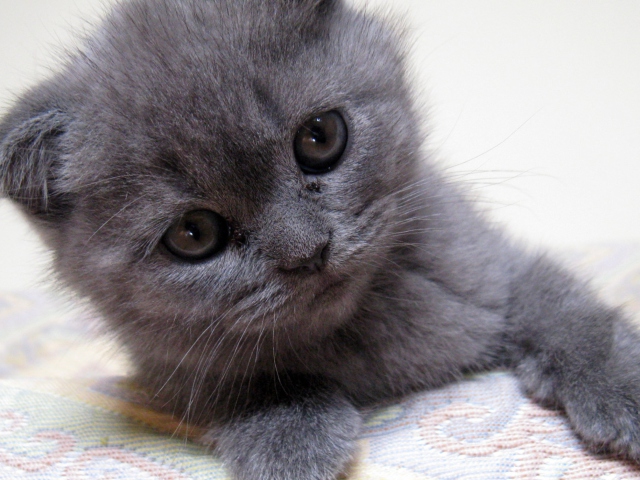 Fondo de pantalla Gray Kitten Close Up 640x480