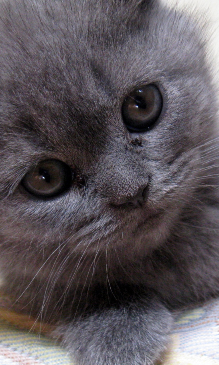 Gray Kitten Close Up wallpaper 768x1280