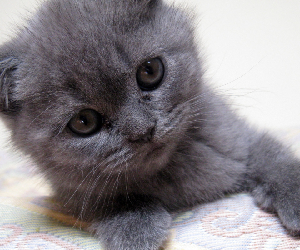 Gray Kitten Close Up screenshot #1 960x800