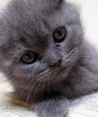 Kostenloses Gray Kitten Close Up Wallpaper für 320x480