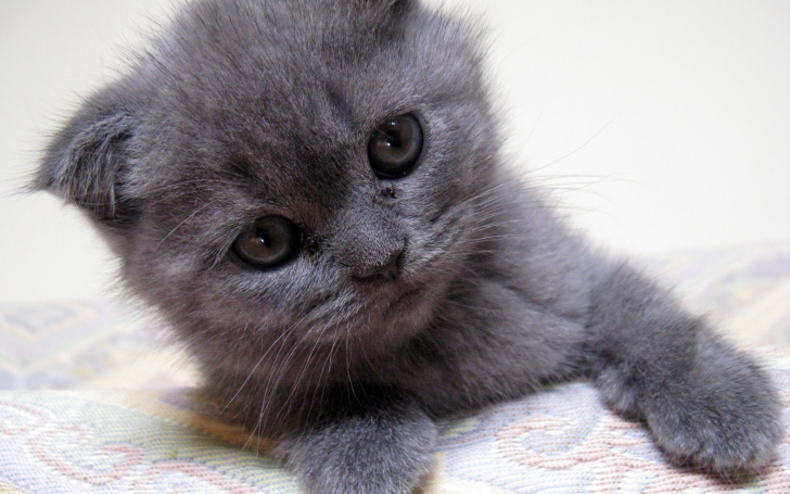 Sfondi Gray Kitten Close Up