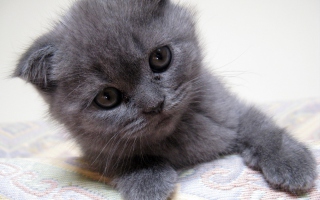 Kostenloses Gray Kitten Close Up Wallpaper für Android, iPhone und iPad