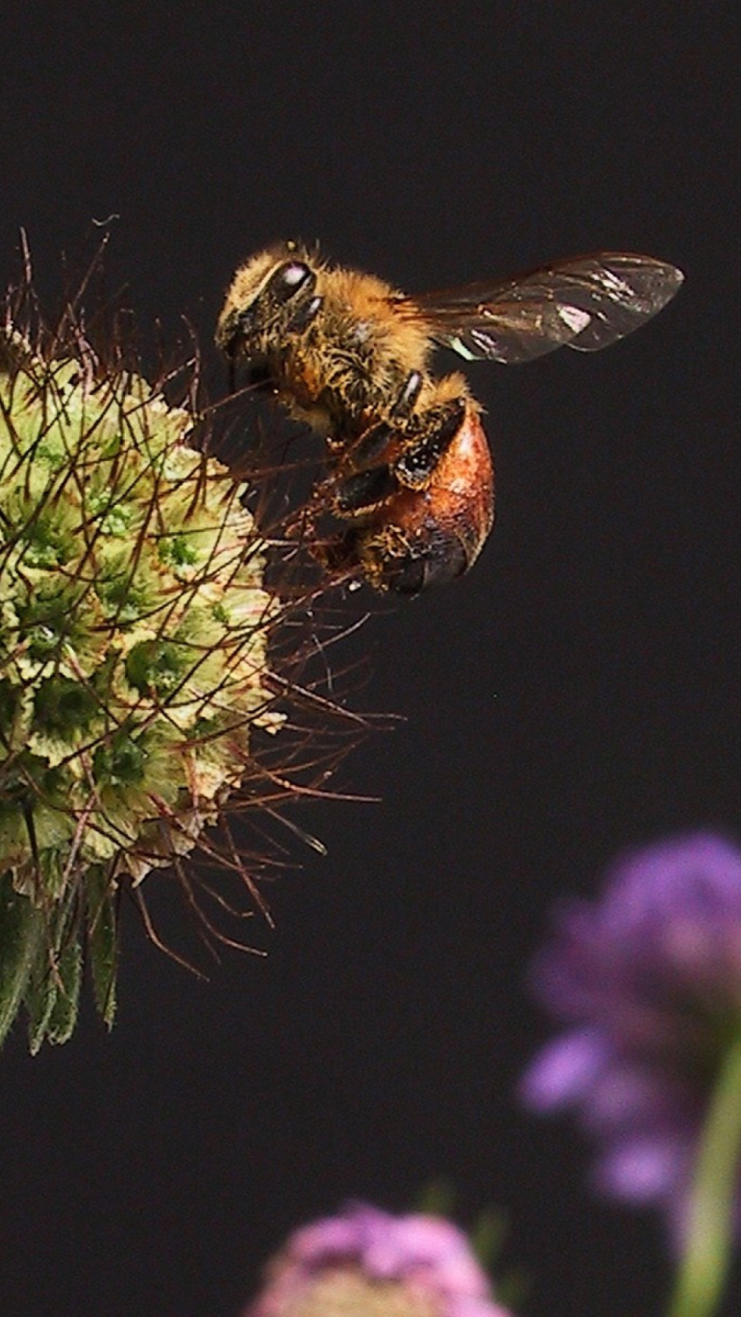 Обои Bee And Flower 1080x1920