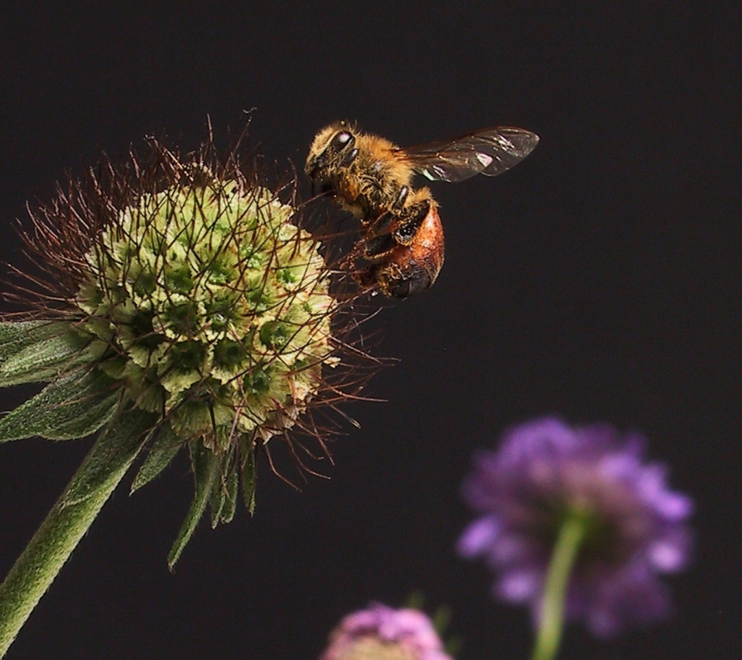 Fondo de pantalla Bee And Flower 1080x960