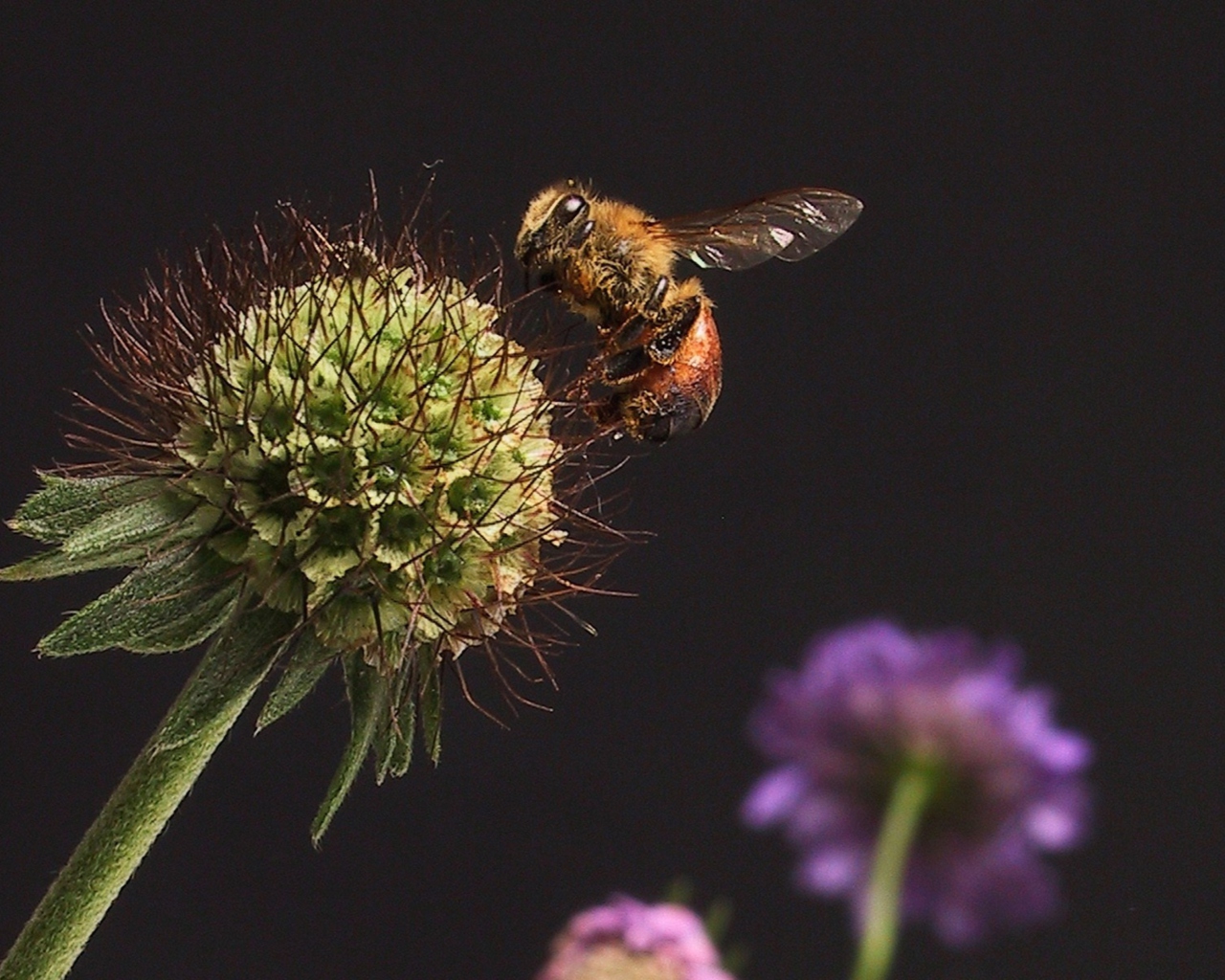 Fondo de pantalla Bee And Flower 1280x1024